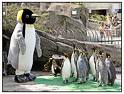 kawhia giant penguin