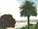 kawhia palm tree